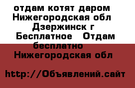 отдам котят даром - Нижегородская обл., Дзержинск г. Бесплатное » Отдам бесплатно   . Нижегородская обл.